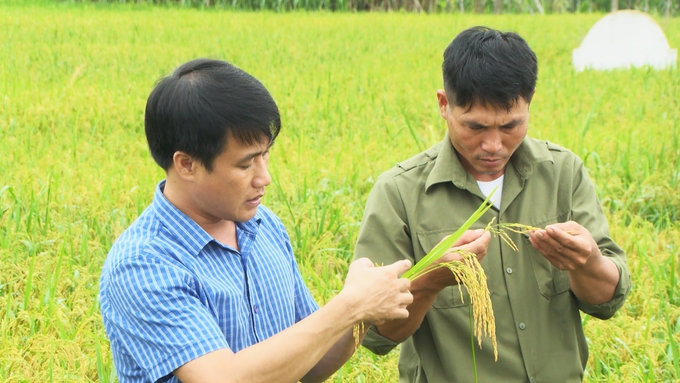 Chính quyền địa phương kiểm tra, xác định thời điểm lúa chín để hướng dẫn bà con thu hoạch tránh thời tiết bất lợi xảy ra. Ảnh: Nguyễn Hoàn.