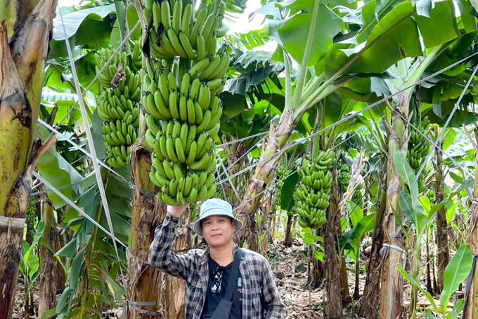 A banana farm in Dong Nai Province. Photo: Son Trang.