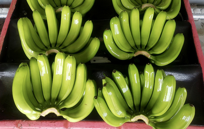 Vietnamese bananas currently account for nearly half of China’s banana imports. Photo: Son Trang.