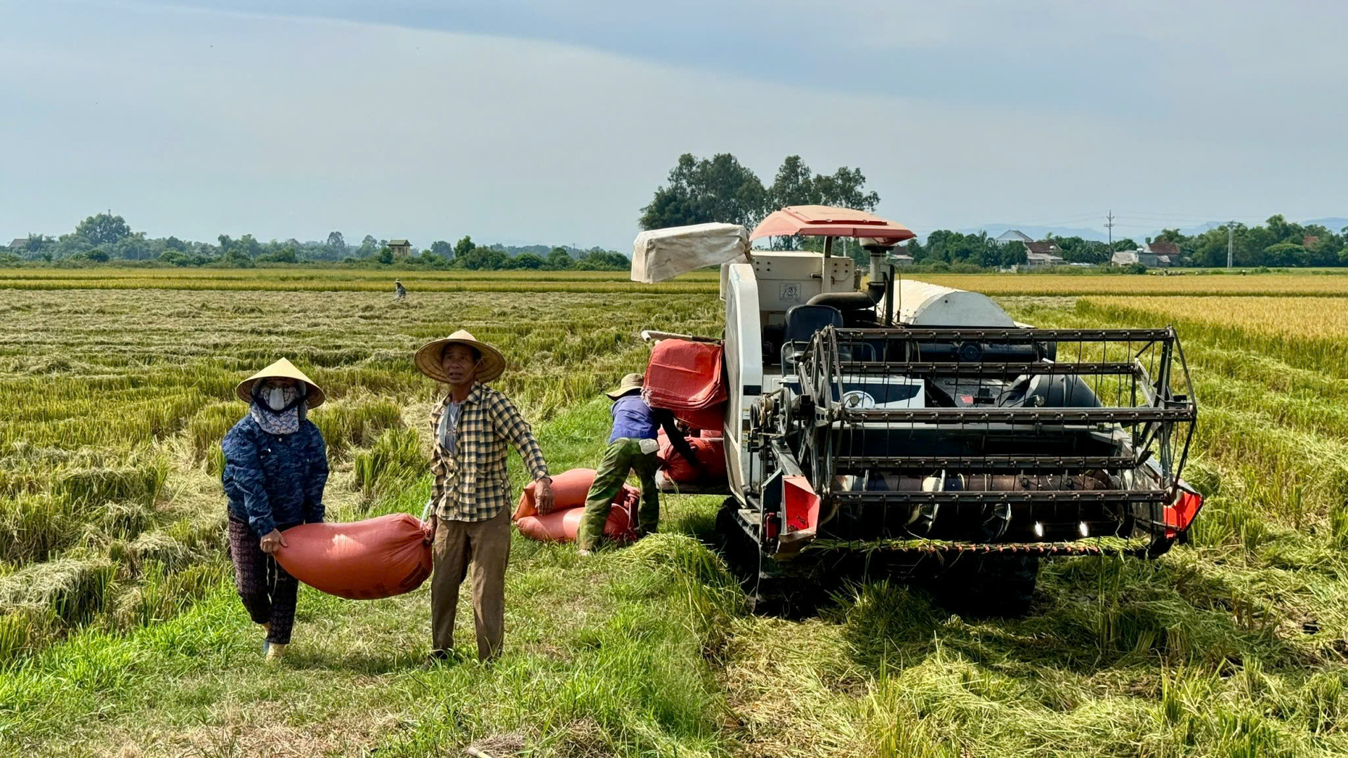 Hà Tĩnh đã cơ bản vượt qua vụ hè thu nhiều khó khăn và thắng lợi toàn diện. Ảnh: Ánh Nguyệt.