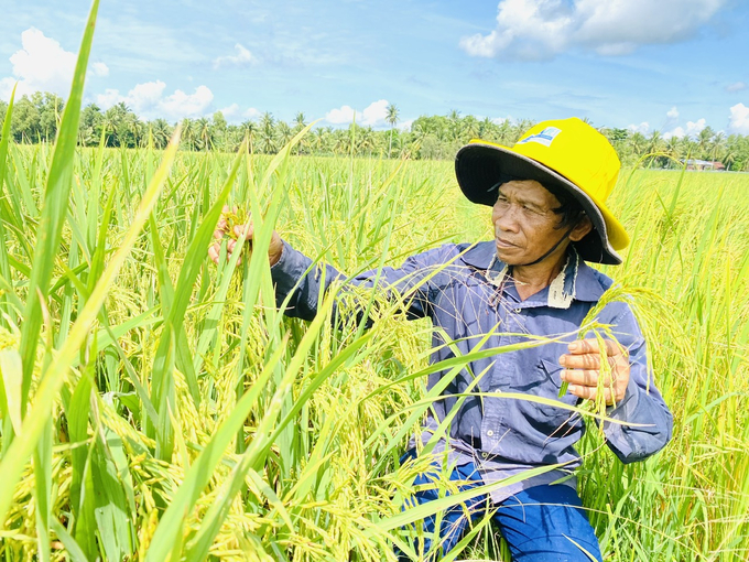 Lúa hè thu 2024 ở ĐBSCL rất sạch sâu bệnh, năng suất cao dù đối mặt nhiều điều kiện cực đoan. Ảnh: Lê Hoàng Vũ.