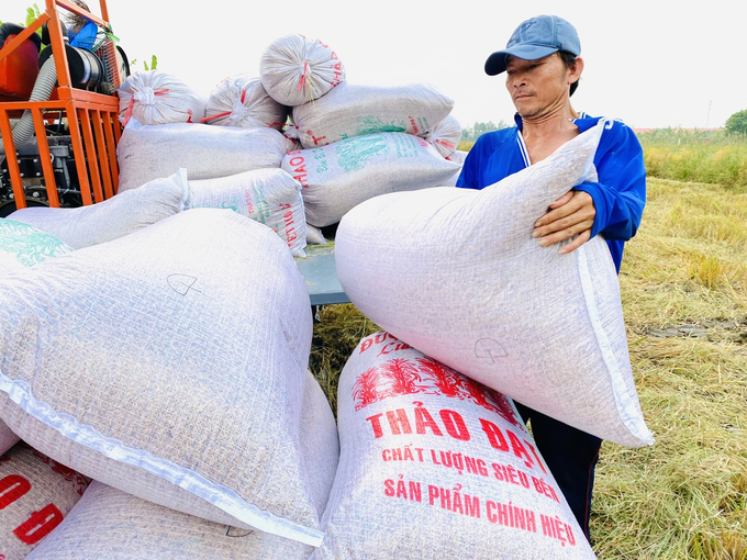 Lực lượng thương lái cần được định vị và có chính sách phù hợp để phát huy tiềm năng trong chuỗi ngành hàng lúa gạo. Ảnh: Lê Hoàng Vũ.