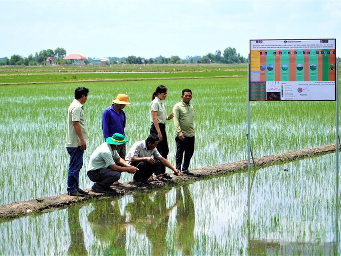 Thị trường tiêu thụ tốt, nông dân Kiên Giang đã tích cực đầu tư sản xuất vụ lúa hè thu 2024, diện tích gieo sạ vượt xa kế hoạch đề ra. Ảnh: Trung Chánh.