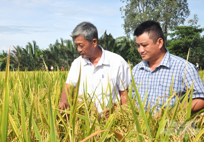 HTX Nông nghiệp Nông dân Vĩnh Phú vừa thu hoạch xong vụ lúa hè thu đạt năng suất cao, thu được lợi nhuận cao chưa từng có. Ảnh: Trung Chánh.