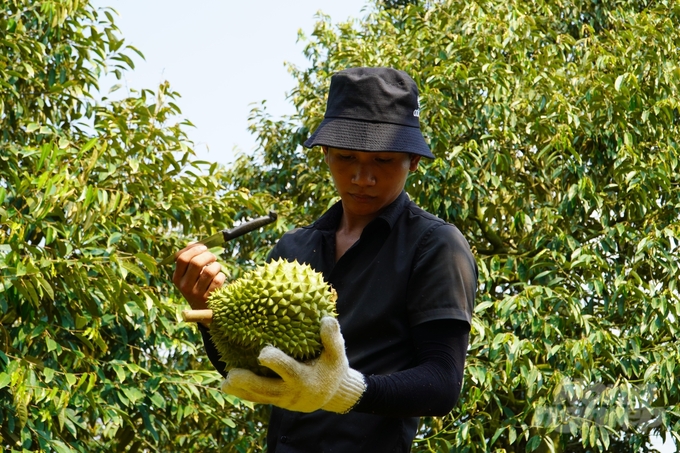 Việc kiểm tra chất lượng, độ chín của trái sầu riêng Việt Nam vẫn còn hạn chế, dụng cụ gõ trái thô sơ. Ảnh: Kim Anh.