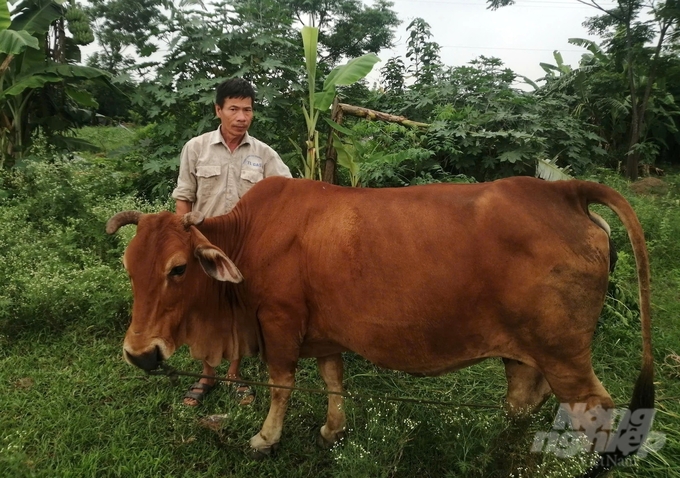 Việc quy hoạch xây dựng khu chăn nuôi tập trung ở Hà Nam vẫn đang gặp nhiều khó khăn. Ảnh: Trung Quân.