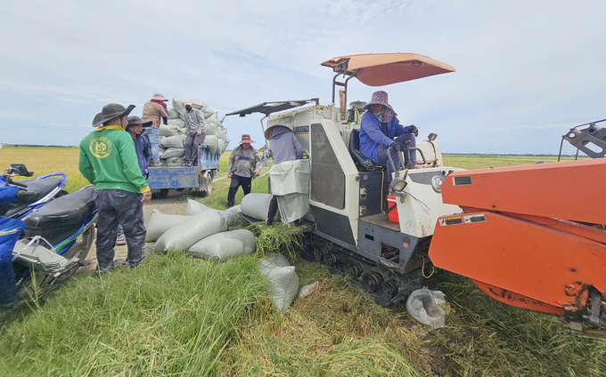 Thêm vụ hè thu được mùa, được giá đối với nông dân Quảng Bình. Ảnh: T. Đức.