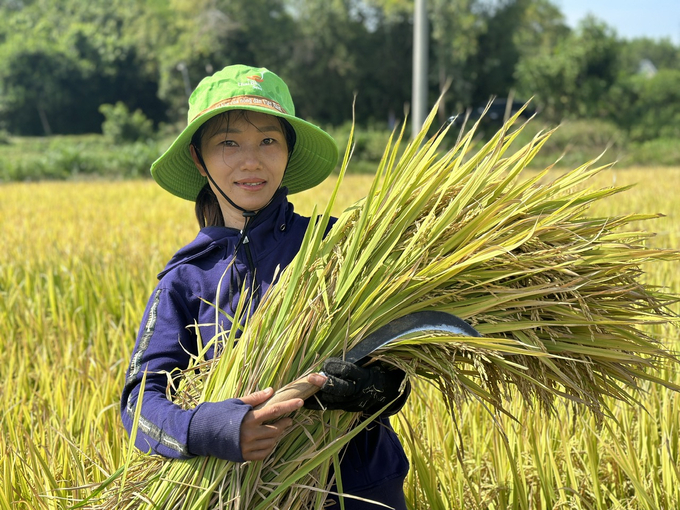 Chị Huỳnh Thị Phương vui mừng vì giống lúa TBR97 đạt năng suất cao hơn nhiều so với các giống gia đình chị sử dụng trước đây. Ảnh: L.K. 