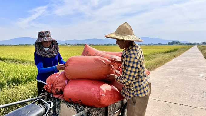 Lúa tươi được tập kết về các điểm thu mua tại xã Kim Song Trường (huyện Can Lộc). nong duoc viet nam