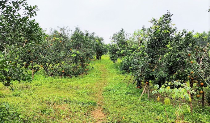 Orange gardens on high hills that are irrigated by Israeli technology are all highly productive. Photo: Thanh Nga.