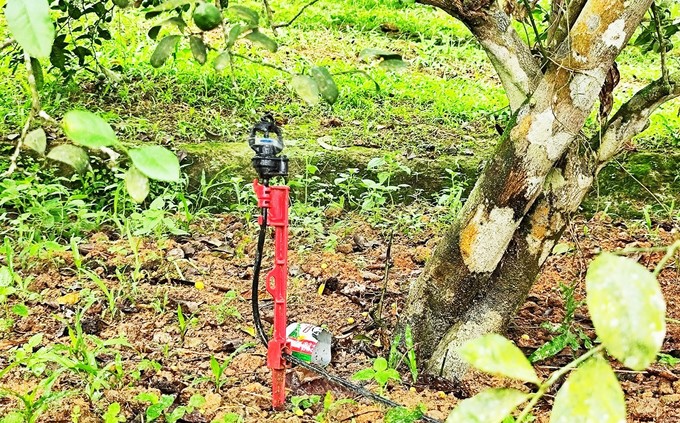 Applying this irrigation technology not only maintains moisture for the soil but also saves labor for people. Photo: Thanh Nga.