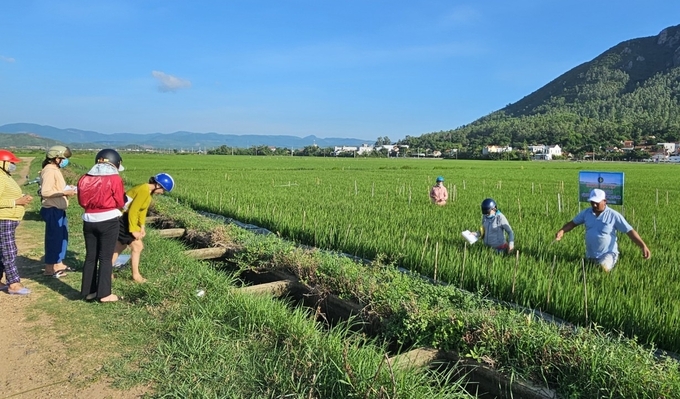 Nông dân Hợp tác xã Nông nghiệp 1 phường 9 ra ruộng học tập chương trình IPHM trên cây lúa. Ảnh: KS.