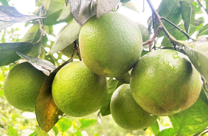 The design and quality of oranges have improved significantly. Photo: Thanh Nga.