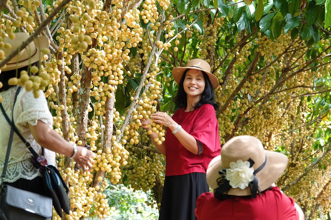 Dâu hạ châu - trái cây đặc sản của huyện Phong Điền (TP Cần Thơ) vừa giúp nông dân phát triển kinh tế vườn vừa thúc đẩy du lịch nông nghiệp địa phương. Ảnh: Kim Anh.