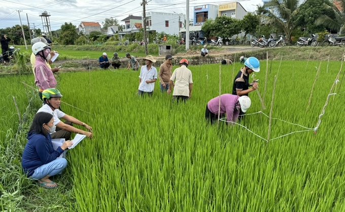 Nông dân được 'cầm tay chỉ việc' trên đồng ruộng để nắm bắt các kiến thức về IPHM. Ảnh: KS.