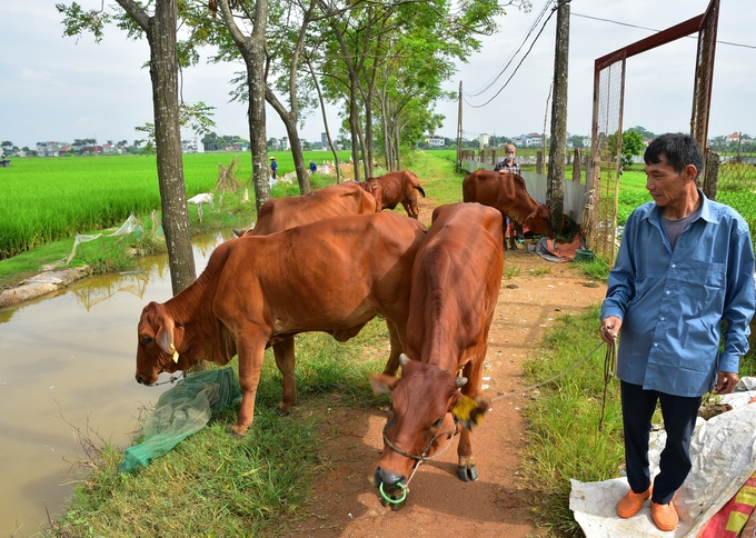 5 con bò trong mô hình khuyến nông của gia đình anh Hải sinh trưởng, phát triển rất tốt. Ảnh: Dương Đình Tường.