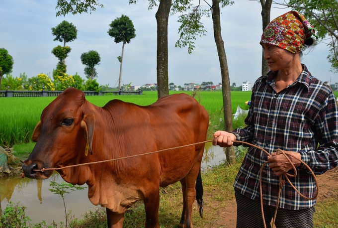 Bò mới nhận về nhưng có con đã có biểu hiện muốn lấy giống. Ảnh: Dương Đình Tường.