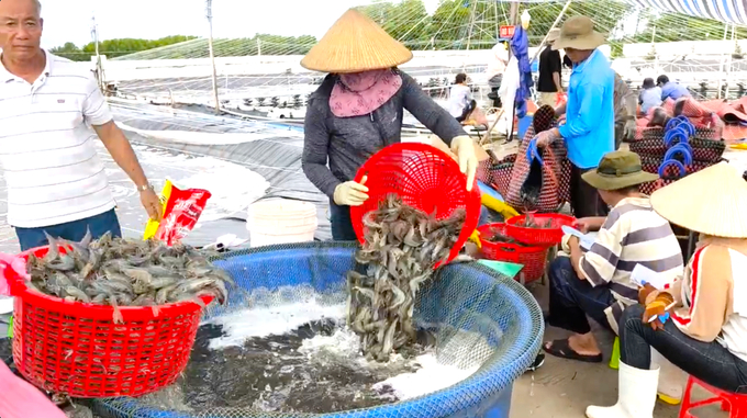 According to the plan, by 2025, Ben Tre province will have 4,000 hectares of high-tech shrimp farming area. Photo: Mau Truong.