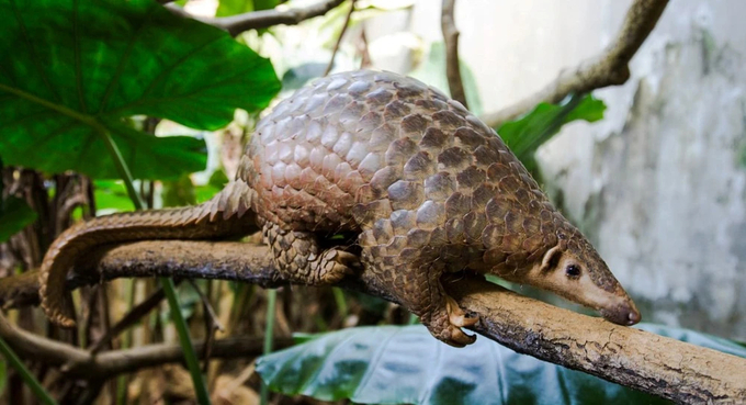 Strengthening biosecurity measures will help minimize the risk of diseases and ensure the sustainability of wildlife management activities in Vietnam. Photo: SVW.