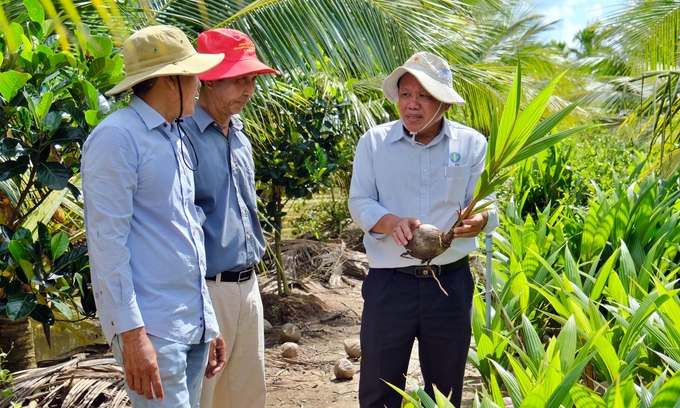 Coconut nursery in Soc Trang province. Photo: Bao Thang.