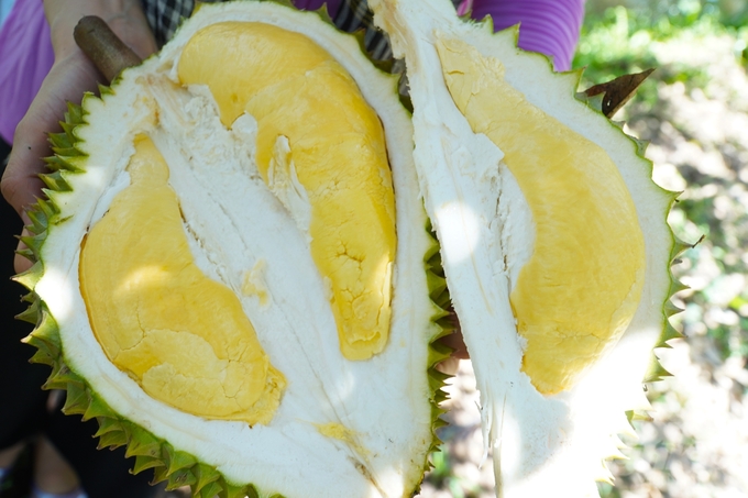 After thawing, the flavour of the durian remains exactly the same as fresh durian, ensuring 100% retention of its quality and taste. Photo: Kim Anh.