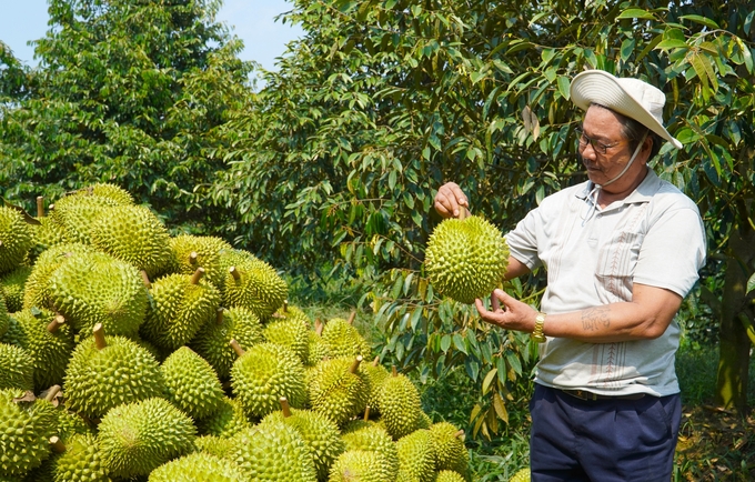 Ngành hàng cây ăn trái được Sở NN-PTNT TP Cần Thơ xác định là một trong ba trụ cột quan trọng của ngành nông nghiệp, bên cạnh lúa gạo và thủy sản. Ảnh: Kim Anh.