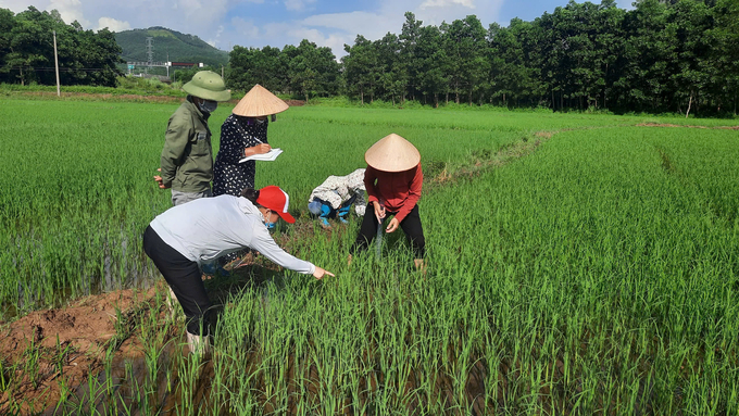 Giảng viên lớp tập huấn IPM hướng dẫn nông dân thăm đồng, kiểm tra sâu bệnh hại lúa. Ảnh: Nguyễn Thành.