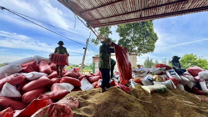 On account of high rice prices, farmers are rushing to sell fresh rice right in the fields. Rice purchasing facilities are constantly busy. Photo: Anh Nguyet.