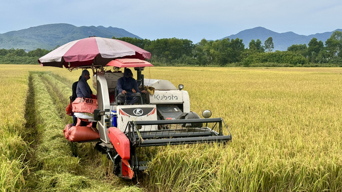 Localities in Ha Tinh are speeding up the summer-autumn rice harvest to avoid the risk of storms. Photo: Anh Nguyet.