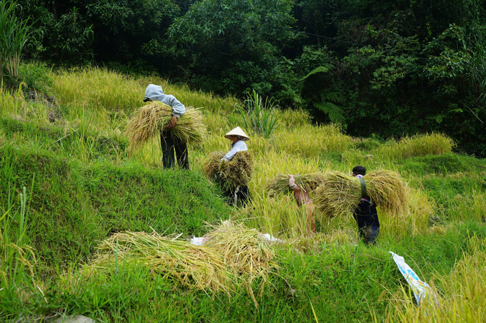 Người dân miền núi ở Quảng Nam trồng lúa rẫy cũng hòa chung niềm vui được mùa. Ảnh: T.T.