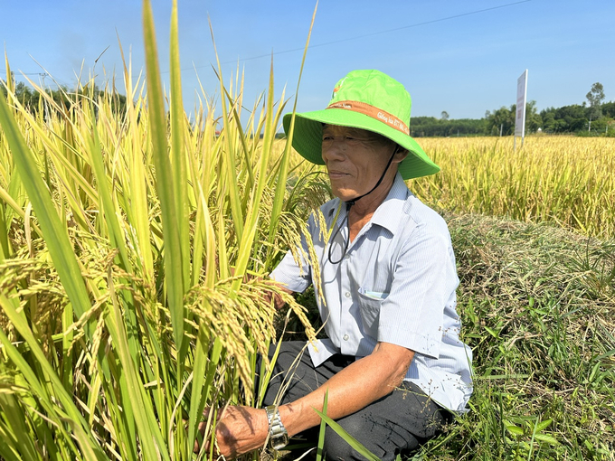 Nông dân Quảng Nam rất phấn khởi vì vụ hè thu năm nay lúa đạt năng suất cao. Ảnh: L.K.