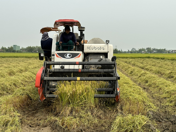 Nông dân tỉnh Quảng Nam đang bắt đầu bước vào thu hoạch vụ lúa hè thu. Ảnh: L.K.