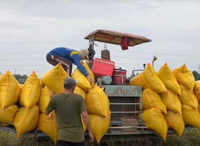 Harvesting summer-autumn rice in Long An. Photo: Son Trang.