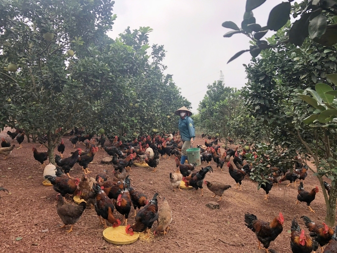 Gà đồi không chỉ là sản phẩm chủ lực của huyện Yên Thế mà đã trở thành một trong những sản phẩm nông nghiệp mũi nhọn của tỉnh Bắc Giang. Ảnh: Quang Dũng.