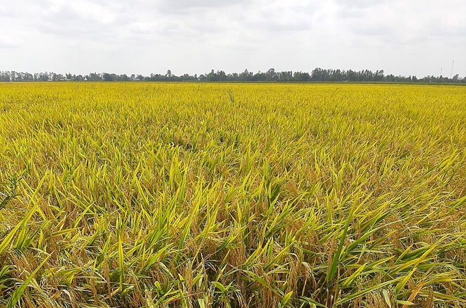 Summer-autumn rice fields prepare for harvest in Tan Hung, Long An. Photo: Son Trang.