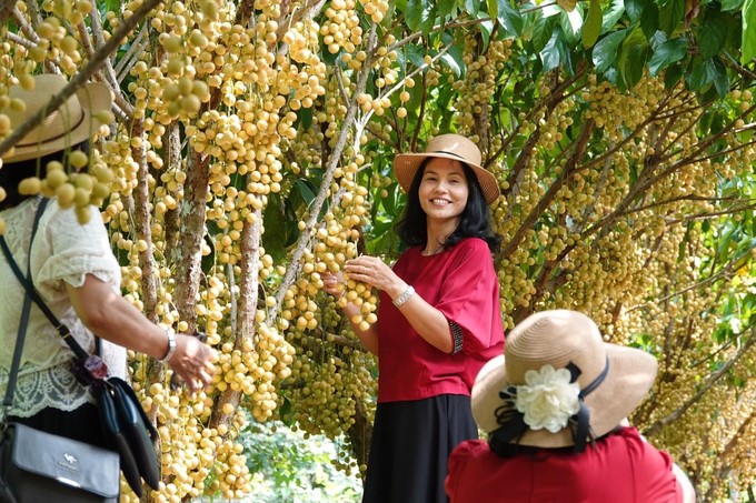 Ha Chau strawberry, a specialty fruit of Phong Dien district (Can Tho City), not only helps farmers develop the garden economy but also promotes local agricultural tourism. Photo: Kim Anh.