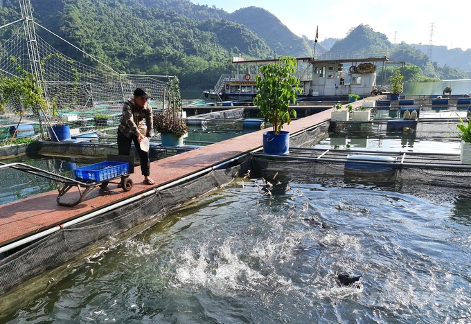 Nuôi cá đặc sản là lợi thế nổi bật của lòng hồ thủy điện Tuyên Quang. Ảnh: Đào Thanh.