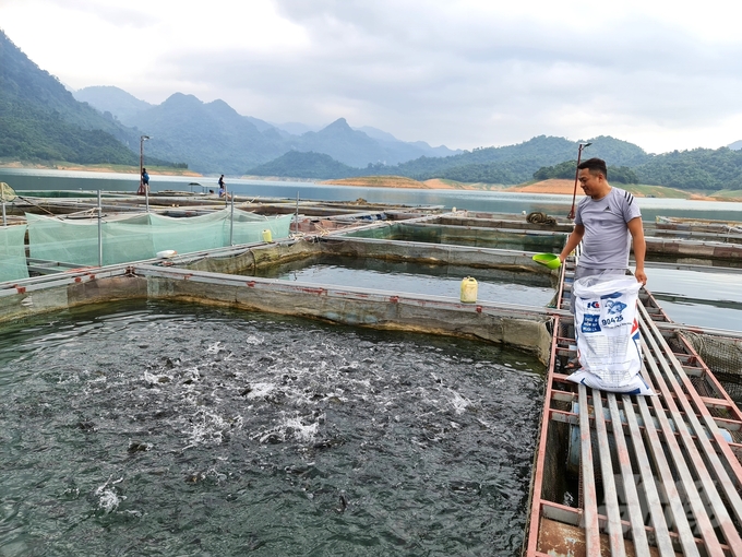 Mô hình nuôi cá lồng đặc sản của Trịnh Văn Hà có quy mô lớn nhất khu vực lòng hồ thủy điện Tuyên Quang. Ảnh: Đào Thanh.