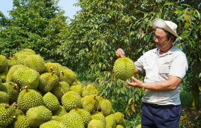 The fruit industry has been identified by the Department of Agriculture and Rural Development of Can Tho City as one of the three important pillars of the agricultural sector, besides rice and fisheries. Photo: Kim Anh.