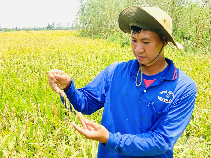 Mô hình sản xuất lúa hữu cơ 'lúa - cá - vịt' tại Tổ hợp tác Quyết Tiến ở xã Phú Thành A, huyện Tam Nông, tỉnh Đồng Tháp cho hiệu quả cao hơn từ 3 - 4 triệu đồng/ha/vụ so với sản xuất truyền thống. Ảnh: Lê Hoàng Vũ.