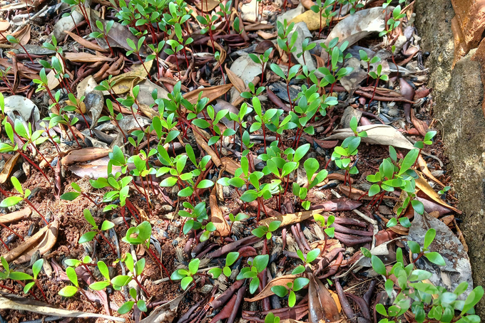 Lumnitzera littorea, a rare tree species, under cultivation in Can Gio District. Photo: Nguyen Thuy.