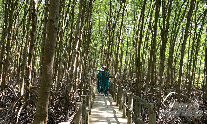 Local forest protection forces regularly monitor and inspect the Can Gio mangrove ecosystem. Photo: Nguyen Thuy.