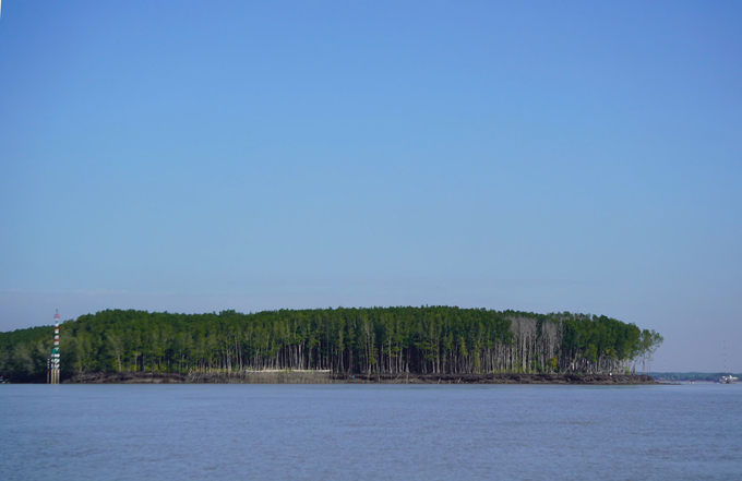 The Can Gio mangrove forest acts a shield that protects the mainland from climate change and extreme weather events. Photo: Nguyen Thuy.