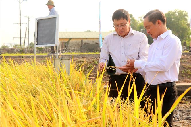 The Cuu Long Delta Rice Research Institute is researching many rice varieties. Photo: VNA.