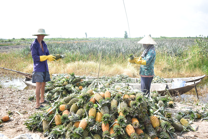 Huyện Tân Phước có vùng chuyên canh khóm hơn 16.000ha, lớn nhất cả nước. Ảnh: Minh Đảm.