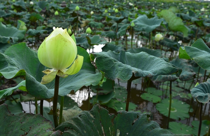 Cận cảnh sen quan âm. Ảnh: Dương Đình Tường.