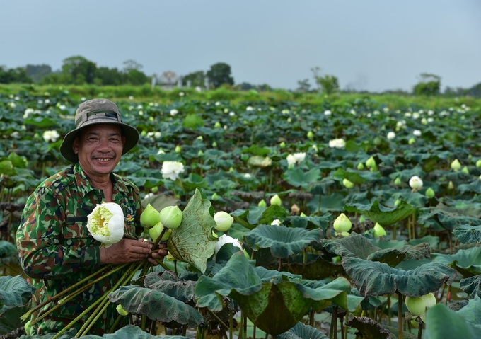 Anh Hùng đang thu hái sen quan âm. Ảnh: Dương Đình Tường.