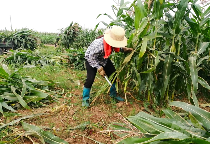 Thay vì tiếp tục chăn nuôi nhỏ lẻ, các hộ có thể chuyển đổi sang trồng ngô sinh khối, cỏ cung cấp cho các trại nuôi chuyên nghiệp. Ảnh: Trung Quân.