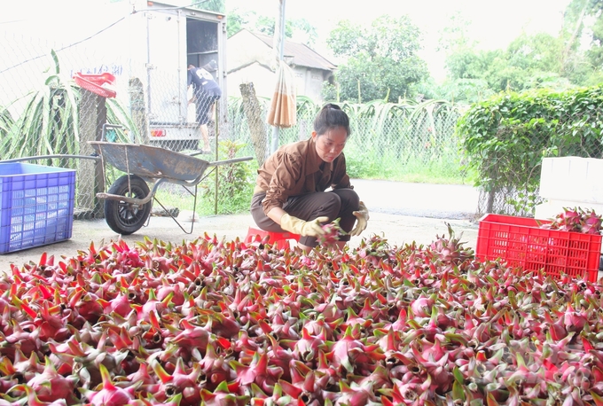 Thanh long trồng theo hướng hữu cơ được thương lái rất ưa chuộng nên giá bán luôn giữ ở mức cao. Ảnh: Quang Dũng.