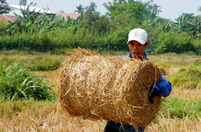 Rơm được thu gom để phục vụ cho chăn nuôi tại Ninh Thuận. Ảnh: Nguyễn Cơ.